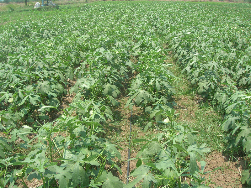 farmers_pf_05_crops_at_a_glance